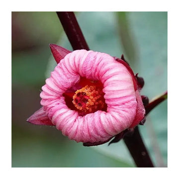 Roselle Hibiscus Sabdariffa Plant Seeds for Planting Non-GMO Heirloom Garden Seeds for Home Growing