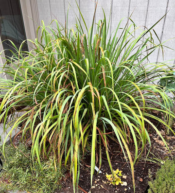 West Indian Lemongrass (Cymbopogon citratus) – Aromatic, Flavorful, and Easy-to-Grow Culinary Herb