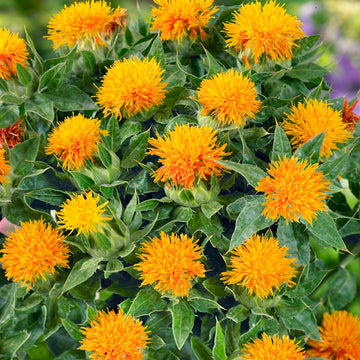 Heirloom Non-GMO Safflower Seeds for Planting – Drought-Tolerant Medicinal Flower Seeds