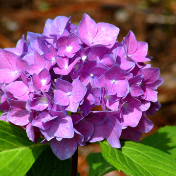 Hydrangea Flower Seeds Purple for Planting, NON GMO Seeds
