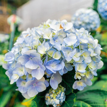 Heirloom Blue White Hydrangea Flower Seeds, Non-GMO Bicolor Blooms for Planting