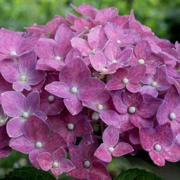 Hydrangea Flower Seeds Purple for Planting, NON GMO Seeds