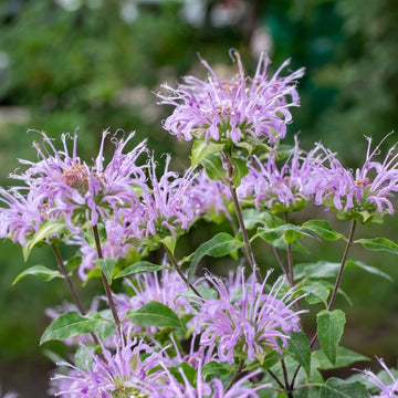 Violet Bergamot Flower Seeds for Planting - NON GMO Seeds