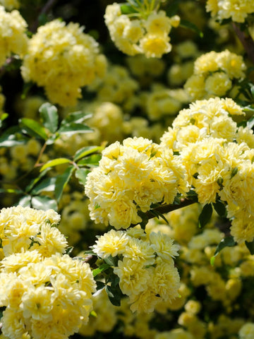 Rosa Banksia Flower Seeds for Planting - NON GMO Seeds