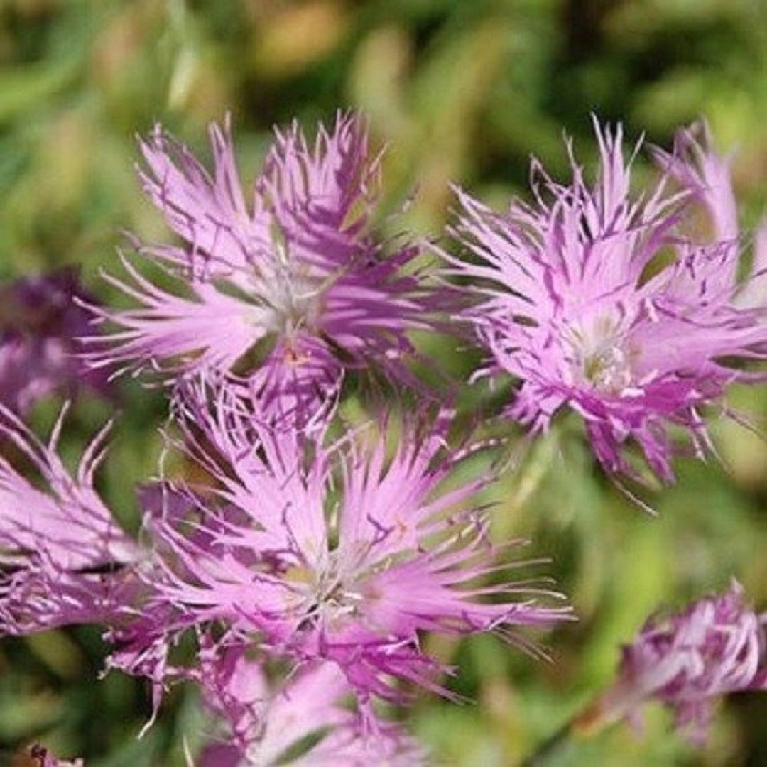 Dianthus Superbus Flower Seeds for Planting - 100 pcs for planting in your garden.