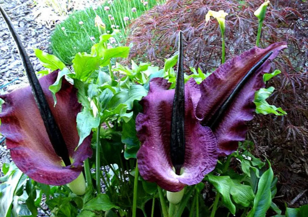 Heirloom Purple Corpse Titan Arum flower seeds â€“ nonâ€‘GMO rare botanical seeds for planting in home garden
