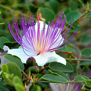 Capparis Flower Seeds for Planting - NON GMO Seeds