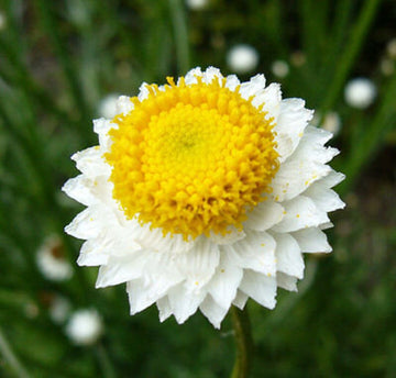 Winged Everlasting (Ammobium alatum) Flower Seeds for Planting â€“ Papery Blooms for Dried Floral Use, Non-GMO