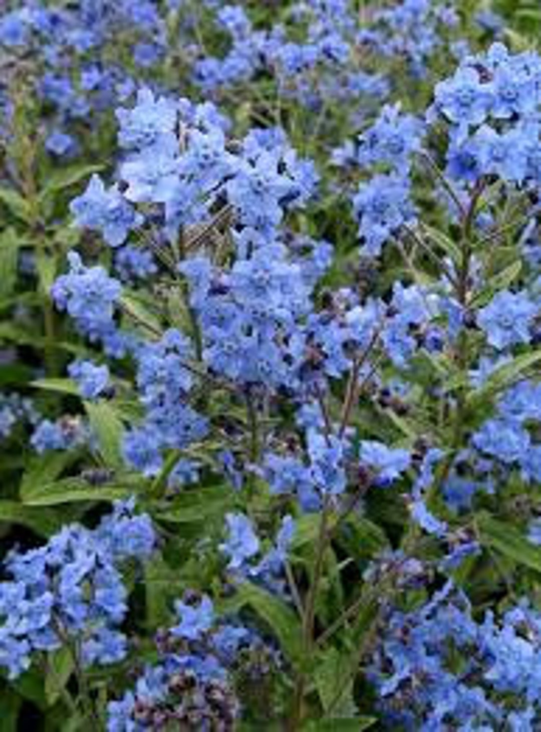 Blue Cynoglossum Amabile Flower Seeds for Planting - NON GMO Seeds for planting in your garden.