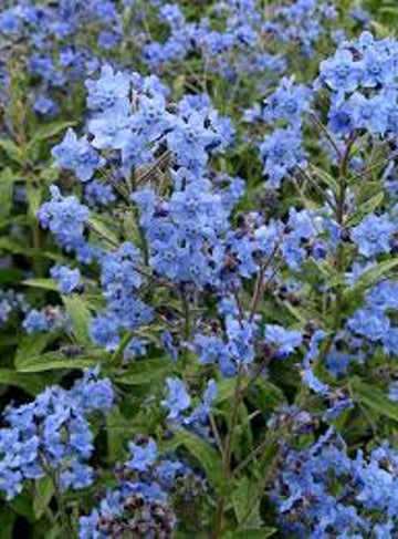 Blue Cynoglossum Amabile Flower Seeds for Planting - NON GMO Seeds