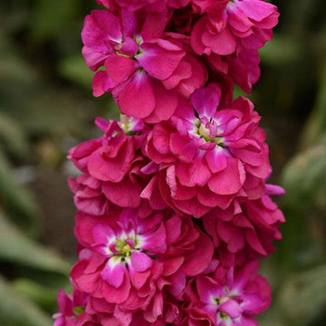 Pink Matthiola Flower Seeds – Heirloom Non-GMO Fragrant Garden Blooms for Planting