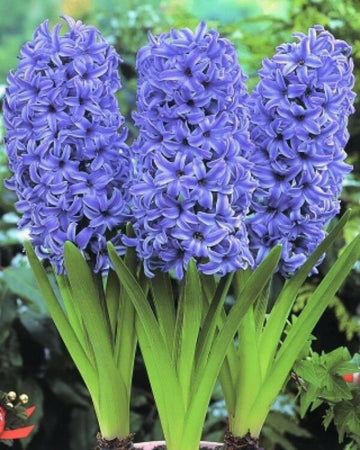 Sky Blue Hyacinthus Orientalis Flower Seeds for Planting NON GMO Seeds