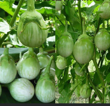 Thai Chao Phraya Eggplant Vegetable Seeds