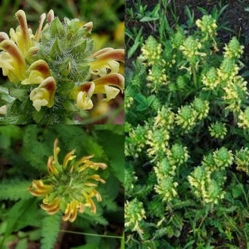 Lousewort Flower Seeds for Planting - 100 pcs