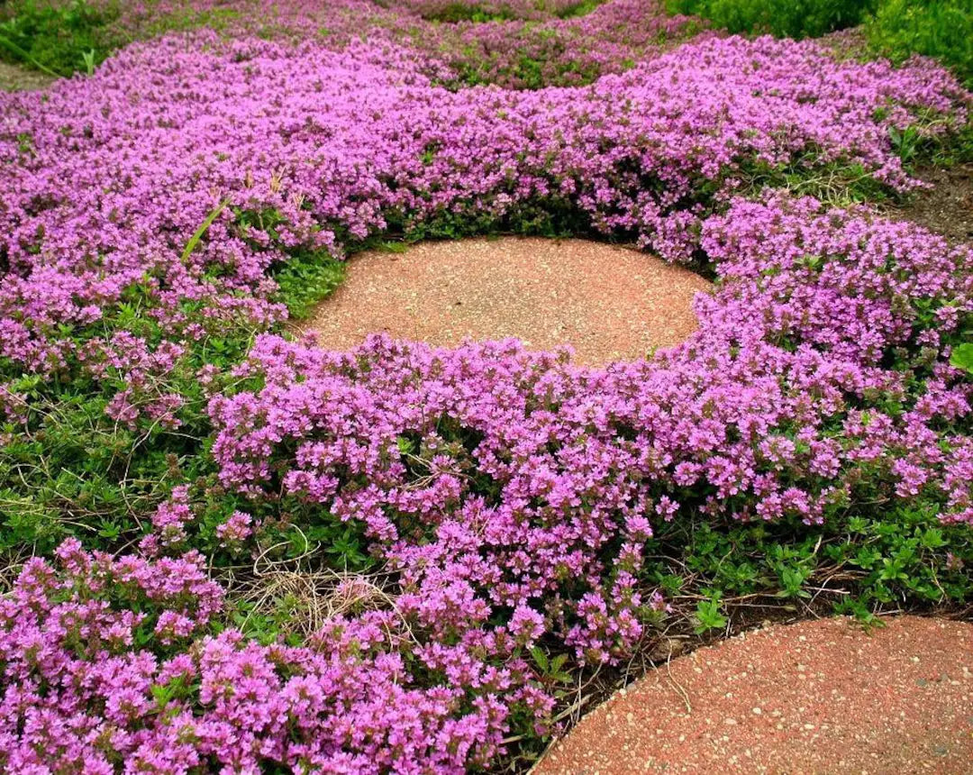 Heirloom Non-GMO Thymus Serpyllum Flower Seeds for Planting – Creeping Thyme Ground Cover - Non-GMO for planting in home garden
