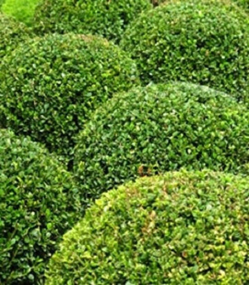 Buxus Sempervirens Plant Seeds for Planting - 100 pcs