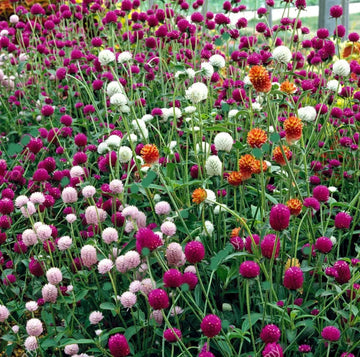 Heirloom Non-GMO Gomphrena Flower Seeds for Planting – Globe Amaranth Drought-Tolerant Blooms