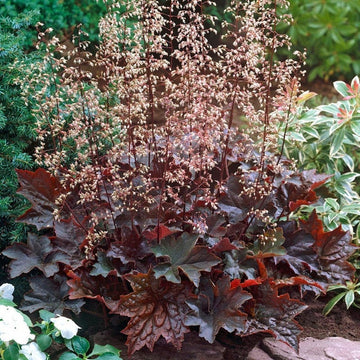 Purple Heuchera Plant Seeds for Planting - Heirloom, NON-GMO Seeds - Shade-Loving Perennial Garden Flower