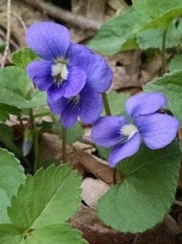 Blue Violet Flower Seeds for Planting, NON GMO Seeds