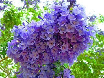Purple Jacaranda Flower Seeds for Planting - NON GMO Seeds