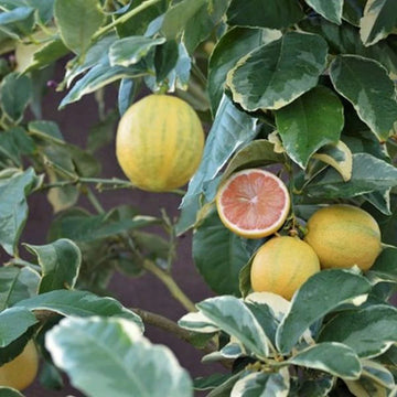 Pink Eureka Lemon variegated Fruit Seeds for Planting Refreshing and Zesty Citrus Fruits 100 Pcs pcs