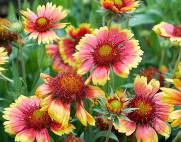 Gaillardia Pulchella Flower Seeds for Planting – Heirloom, Non-GMO, Vibrant Drought-Tolerant Blooms