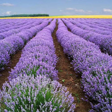 Heirloom Non-GMO Provence Lavender Flower Seeds ƒ?? Pink Blooms for Planting