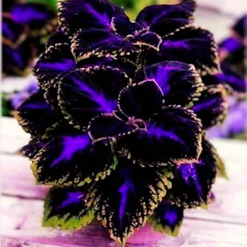 Violet Coleus Plant Seeds – Heirloom, Non-GMO, Perfect for Garden Planting