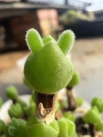 Dicrocaulon Ramulosum Flower Seeds, Heirloom, Non-GMO Seeds for Planting