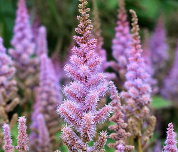 Heirloom Non-GMO Astilbe Pumila Flower Seeds for Planting – Shade-Loving Perennial Blooms