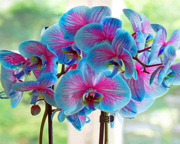 Heirloom Rainbow Phalaenopsis Orchid Flower Seeds for Planting – Non-GMO, Exotic Indoor Blooms