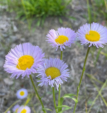Purple Erigeron Flower Seeds for Planting, 100 pcs