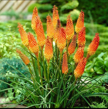 Uvaria Flower Seeds for Planting, Red Variety, 100 pcs