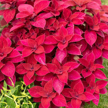 Pink Coleus Plant Seeds for Planting - Heirloom and Non-GMO Garden Seeds