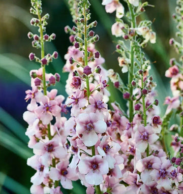 Antique Rose Verbascum Plant Seeds for Planting Non-GMO Heirloom Garden Seeds for Growing