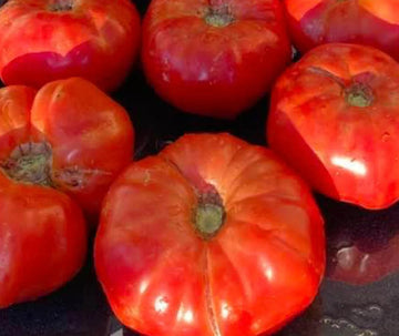 Box Car Willie Heirloom Tomato Seeds for Planting - 100 Pcs pcs