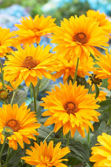 Yellow Heliopsis Flower Seeds for Planting, 100 pcs
