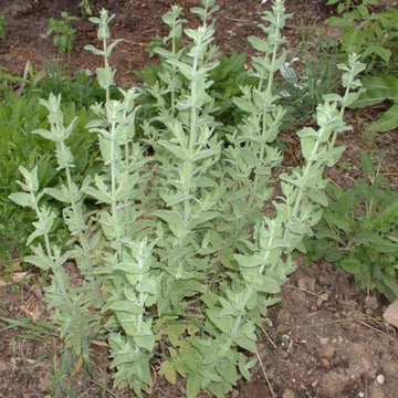 Greek Catnip (Nepeta parnassica) Plant Seeds for Planting - 100 Pcs pcs