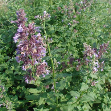 Greek Catnip (Nepeta parnassica) Plant Seeds for Planting - 100 Pcs pcs