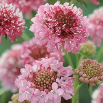 Scabiosa Salmon Rose Flower Seeds for Planting - Heirloom & Non-GMO Garden Seeds