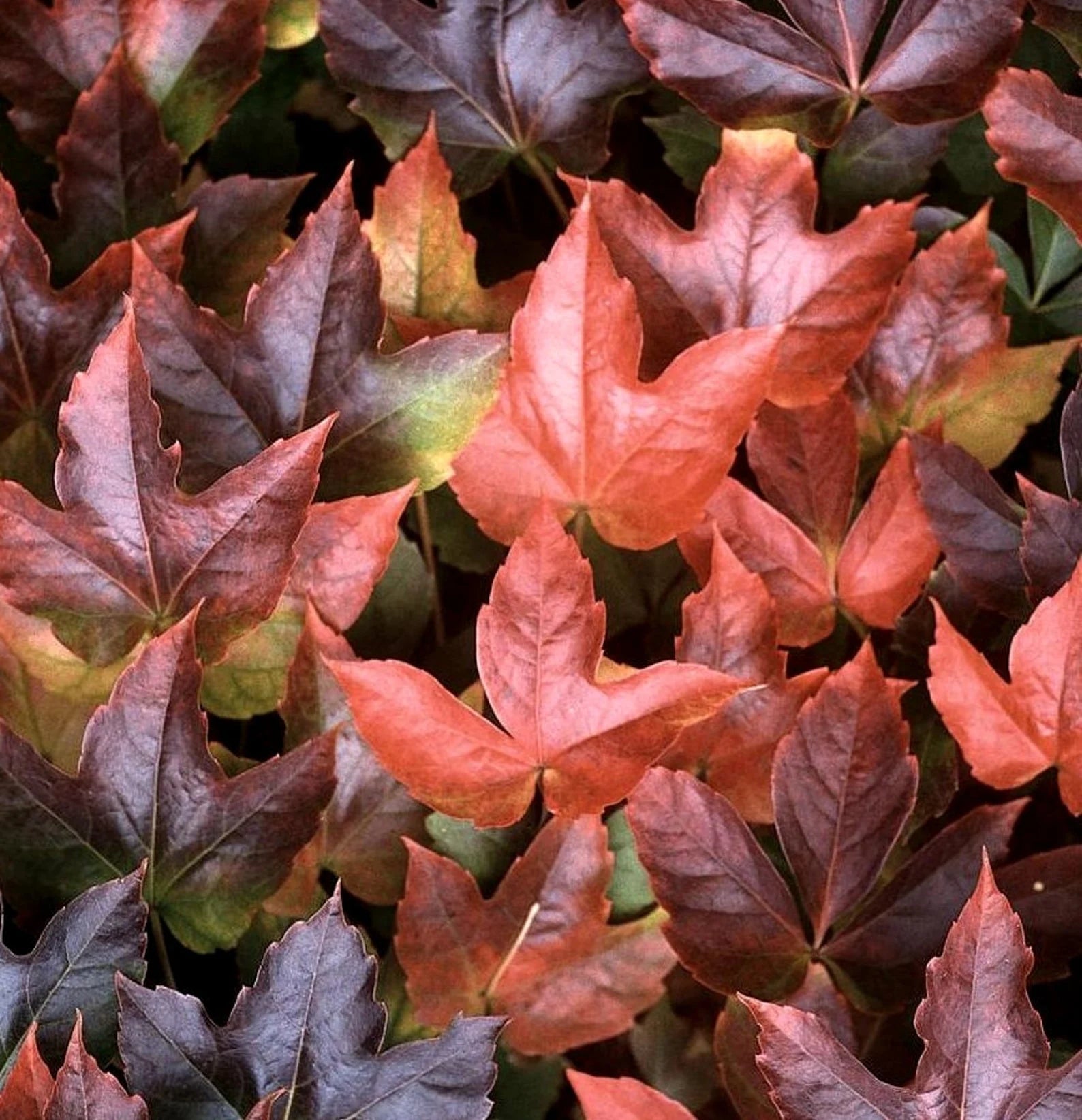 Ivy (Ivy scientific name) for planting in garden
