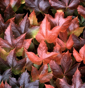 Boston Ivy Vine Virginia Creeper Parthenocissus tricuspidata Climbing Seeds for Planting