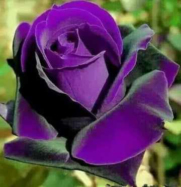 Purple Rose Plant Seeds for Planting - Heirloom Non-GMO Garden Seeds for Beautiful Blooms
