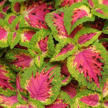 Coleus Sun Premium Watermelon Pelleted flower seeds for planting - heirloom seeds