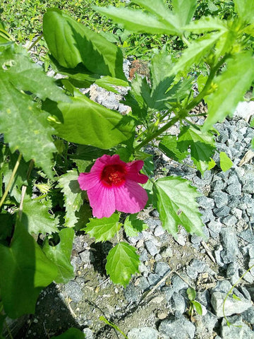 Hibiscus Cannabinus Flower Seeds for Planting - Heirloom and Non-GMO Garden Seeds