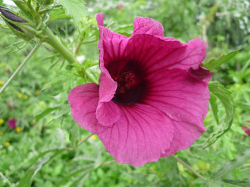 Hibiscus Cannabinus Flower Seeds for Planting - Heirloom and Non-GMO Garden Seeds