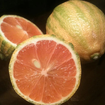 Pink Eureka Lemon variegated Fruit Seeds for Planting Refreshing and Zesty Citrus Fruits 100 Pcs pcs