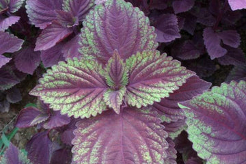 Purple & Green Shiso Seeds for Planting-apanese Basil Perilla frutesce