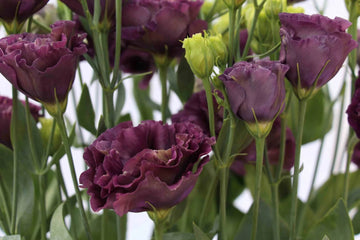 Lisianthus Roseanne Black Pearl Seeds for Planting - Heirloom, NON-GMO Flower Seeds - Rare & Elegant Blooms