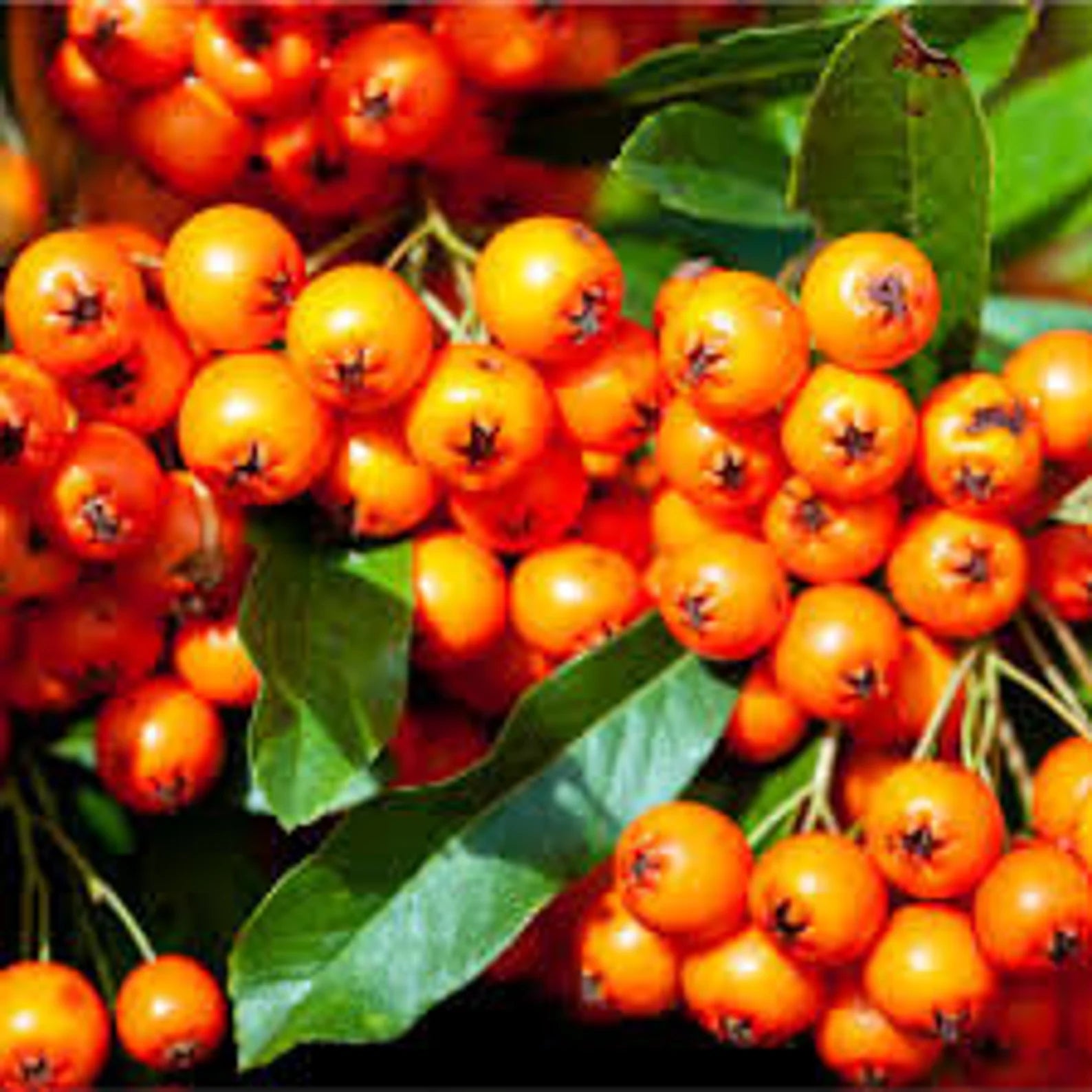 Orange Firethorn Pyracantha coccinea fruit seeds